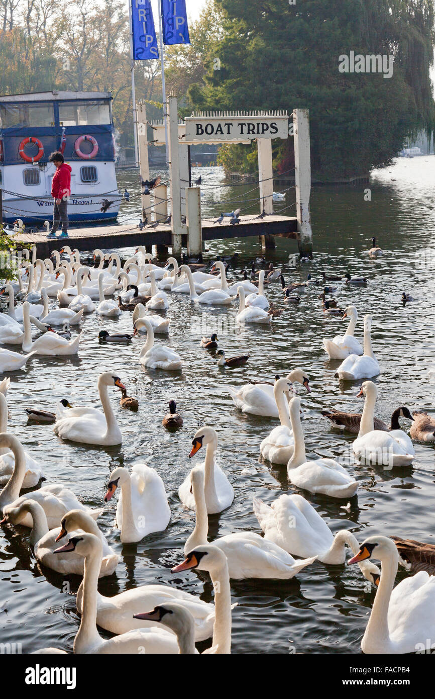 I numeri enormi di cigni (Cygnus olor) raccogliere sul Fiume Tamigi a Windsor, Berkshire, Inghilterra, Regno Unito Foto Stock