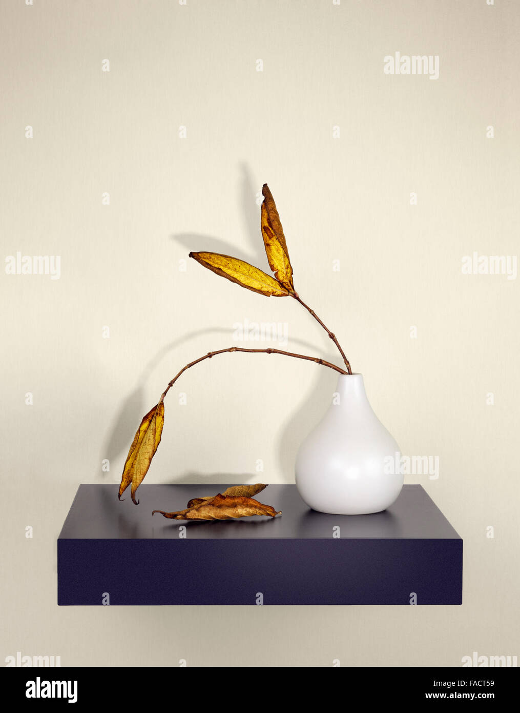 Le foglie essiccate in vaso con ombre sulla parete Foto Stock
