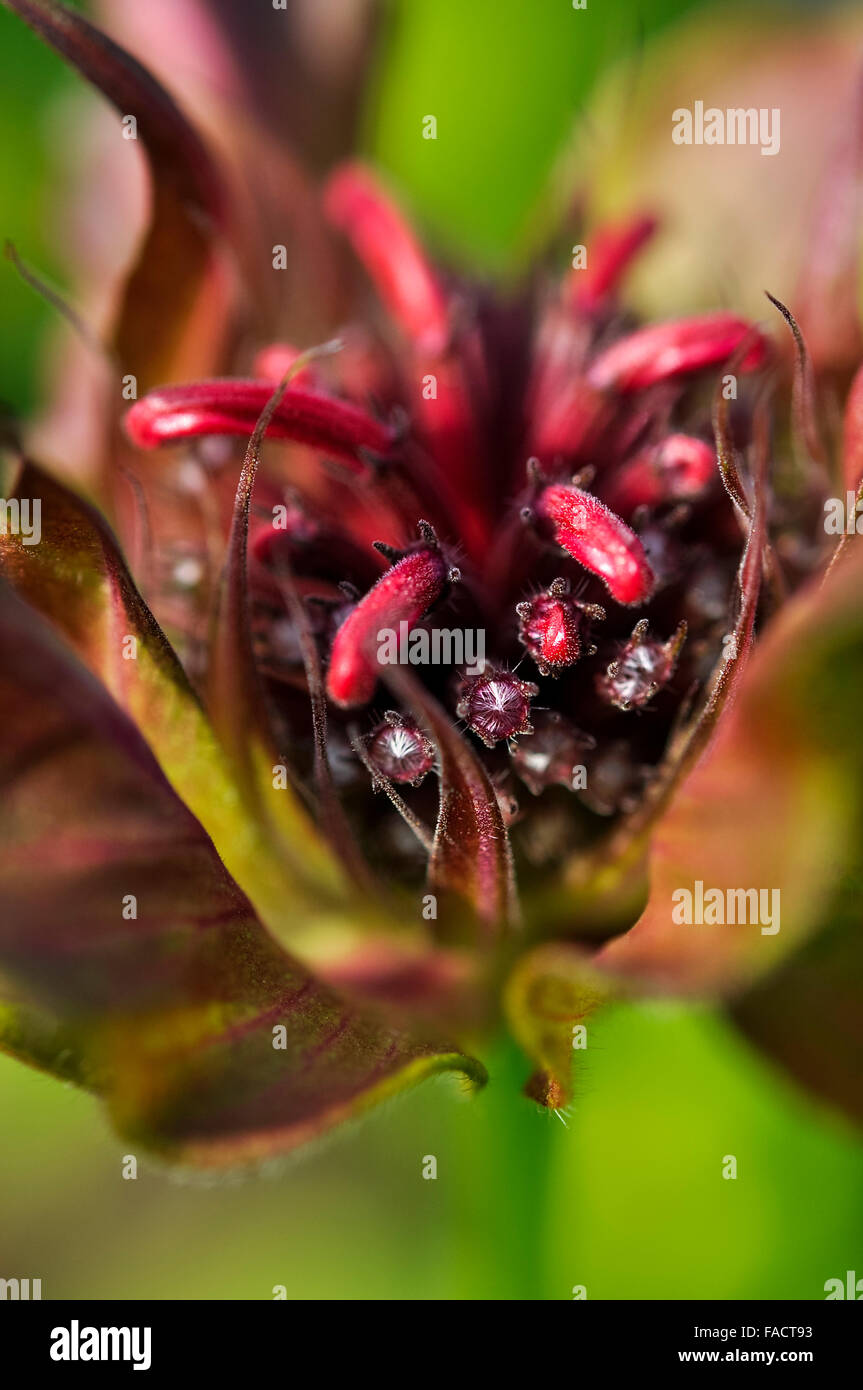 Fiore rosso Monarda Didyma con boccioli visto in stretta verso l'alto. Foto Stock