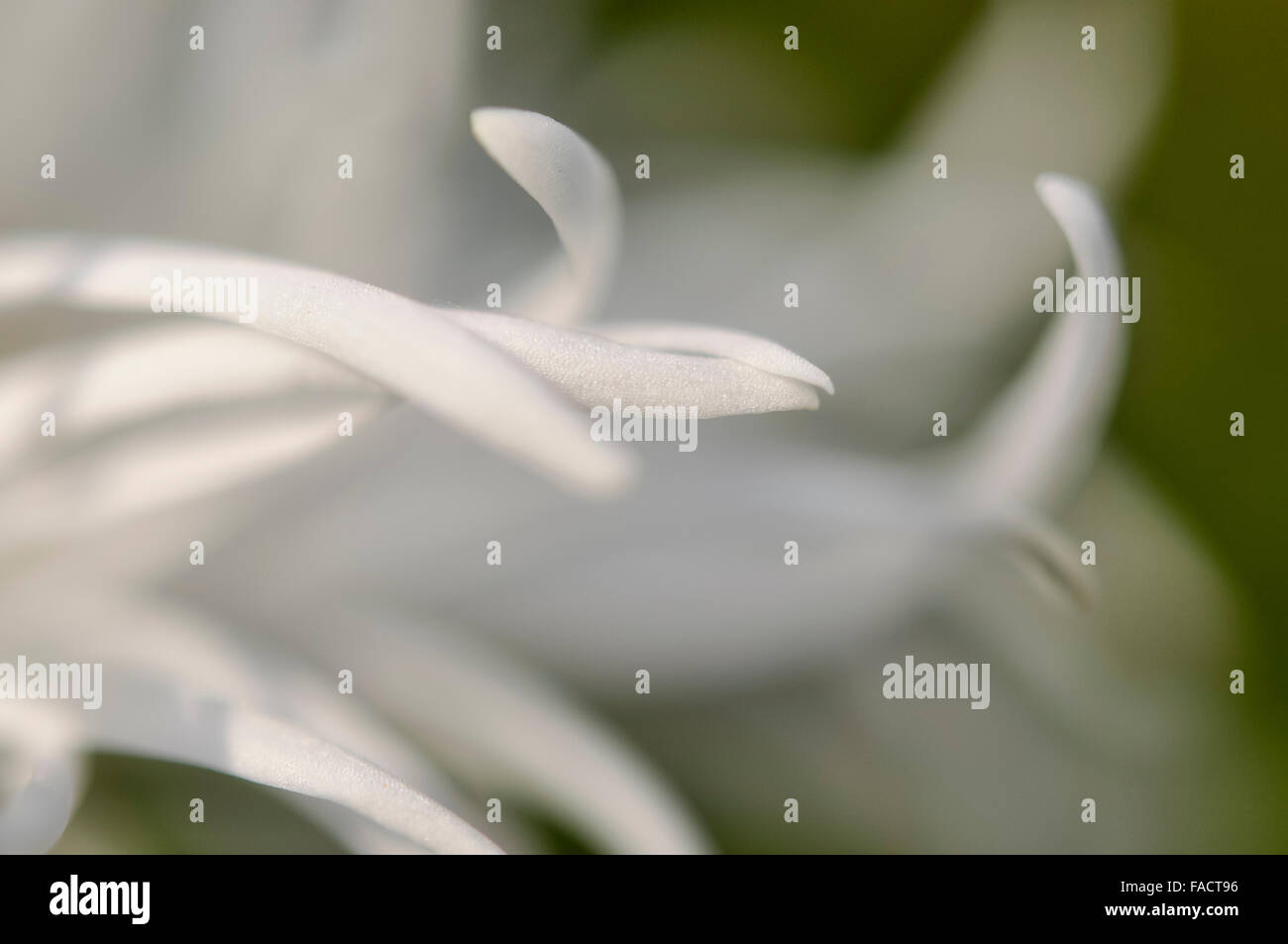 Abstract immagine floreale di curvatura petali di colore bianco. Foto Stock