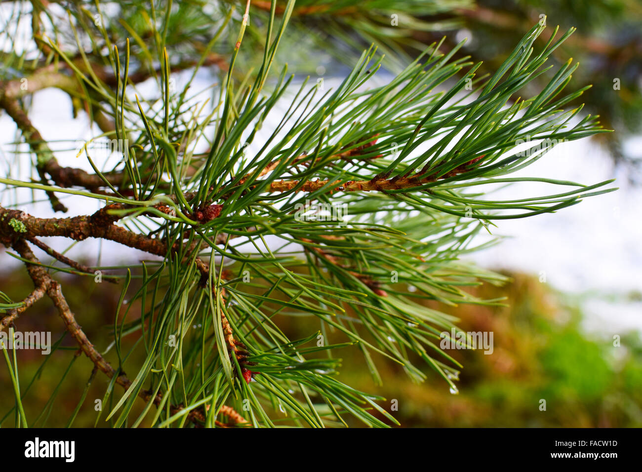 Pino silvestre, Pinus sylvestris. Foto Stock