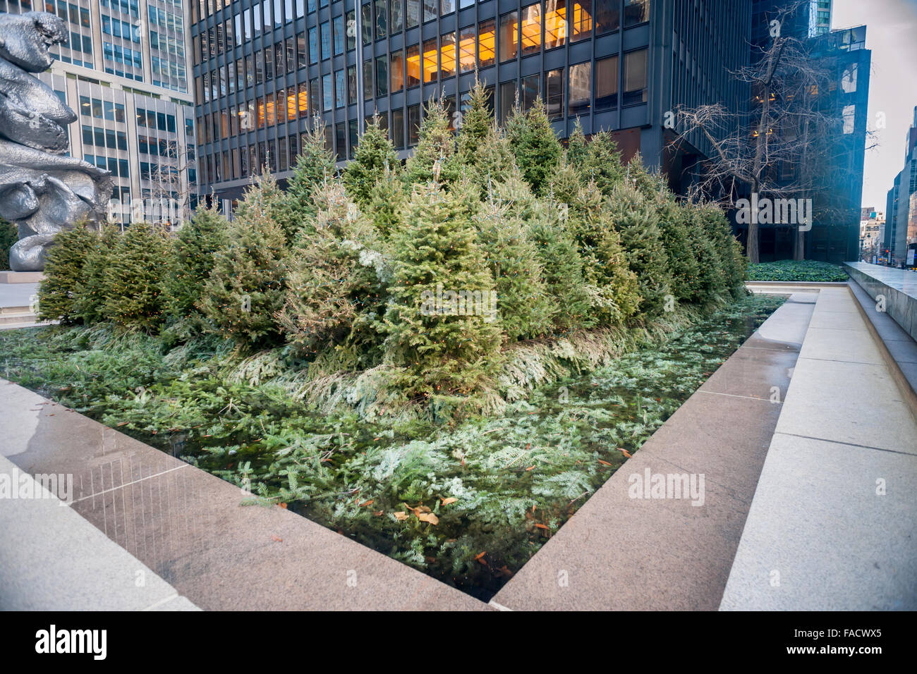 Il Landmark post-moderno Seagram Building a New York Domenica, 20 dicembre 2015 visualizza una serie di alberi di Natale con le fontane in plaza (© Richard B. Levine) Foto Stock