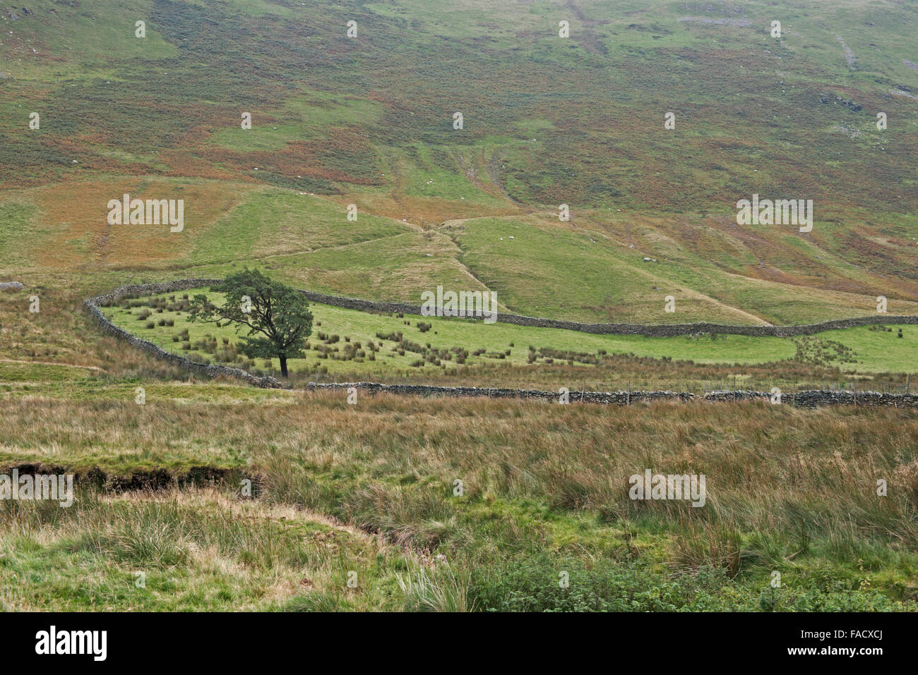 Un albero si trova nella valle di Boredale, Martindale, Lake District, Cumbria, Regno Unito, GB. Foto Stock