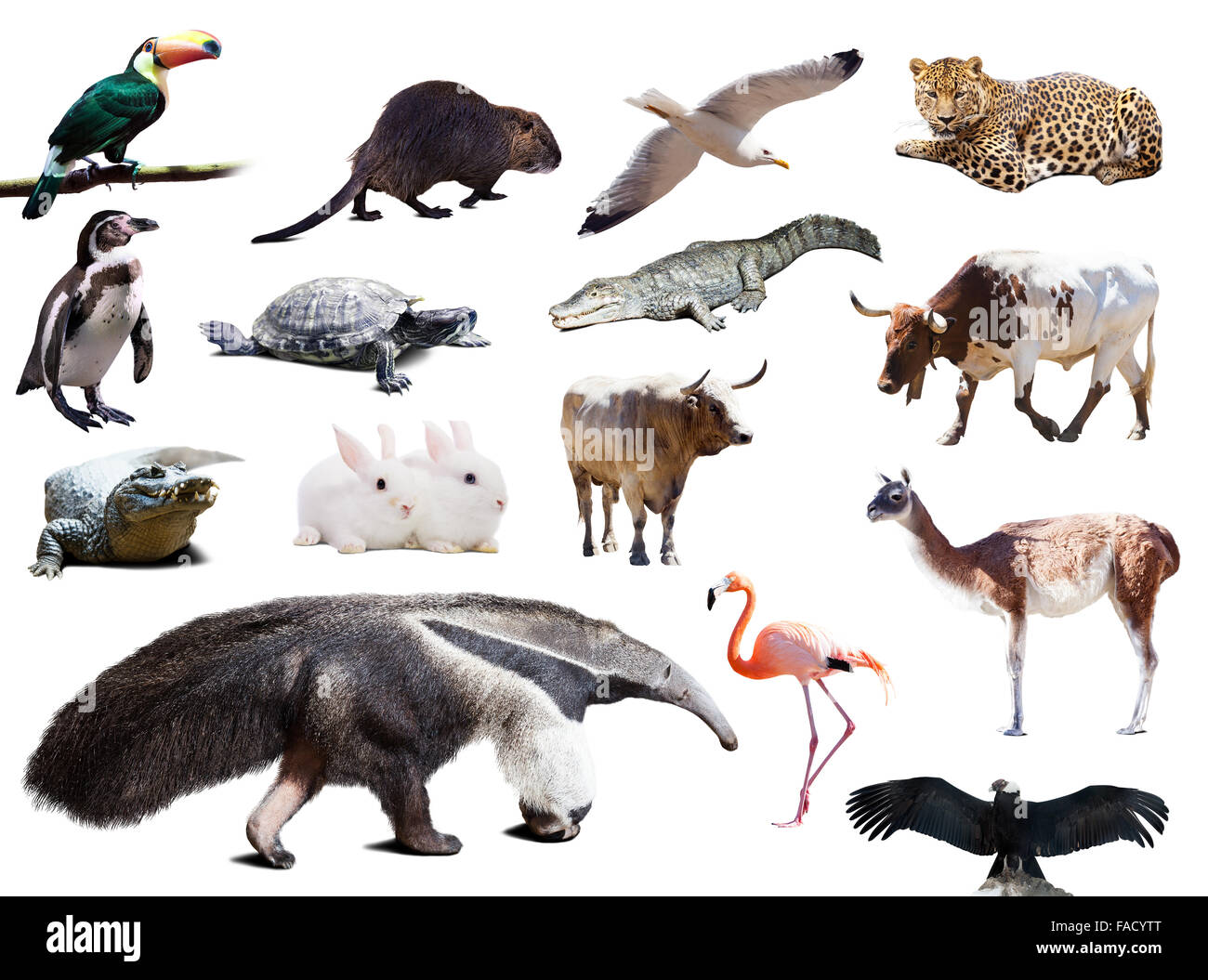 Set di anteater ed altri animali del Sud America su sfondo bianco Foto Stock