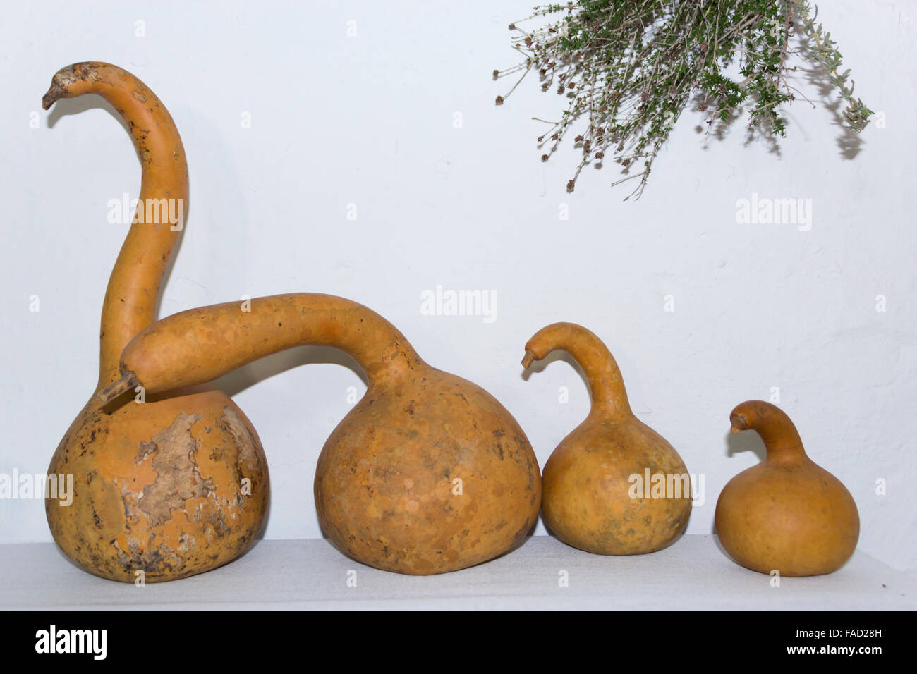 Forma strana zucche. Foto Stock
