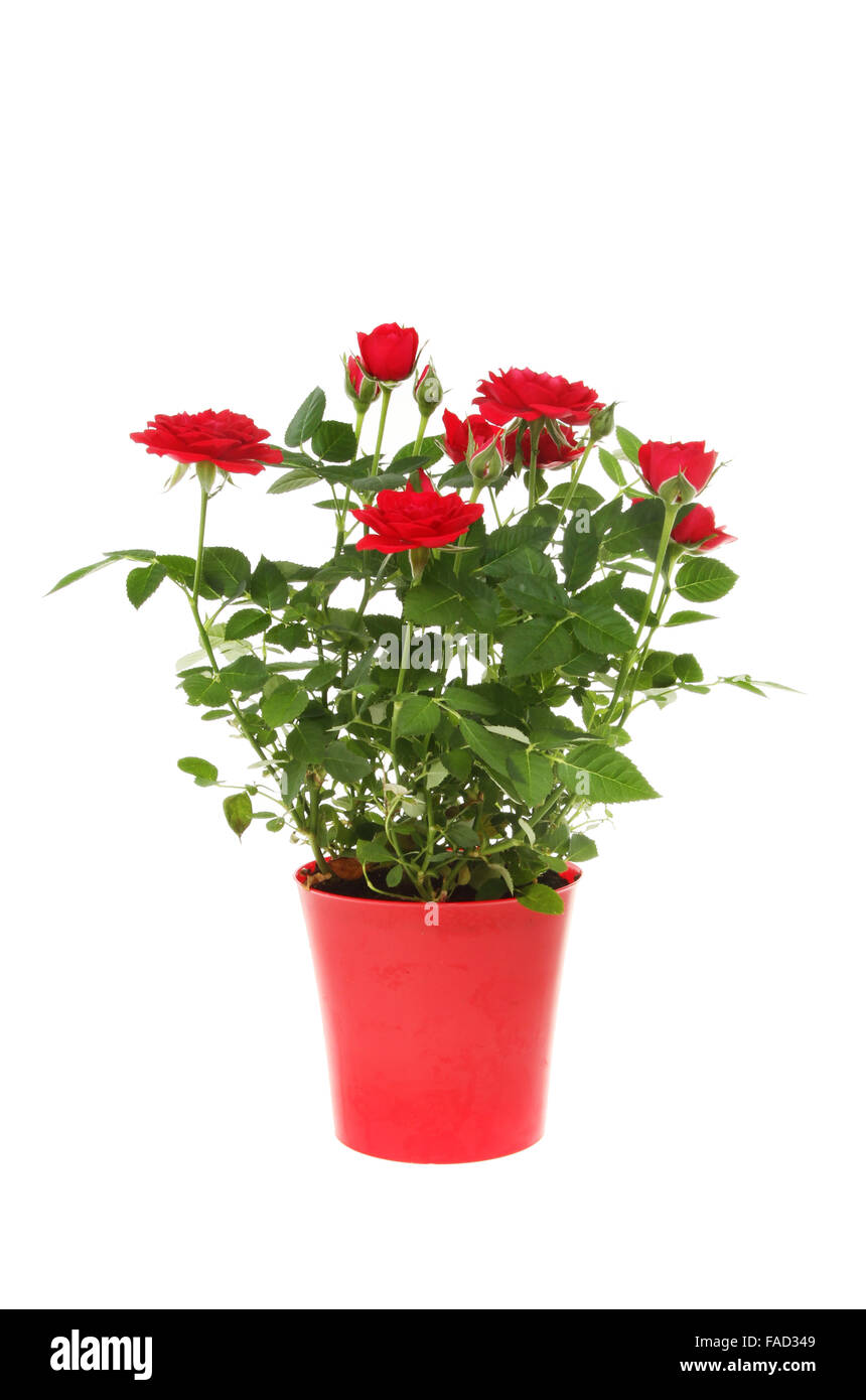 Miniatura red rose impianto in un rosso vaso in plastica isolato contro bianco Foto Stock