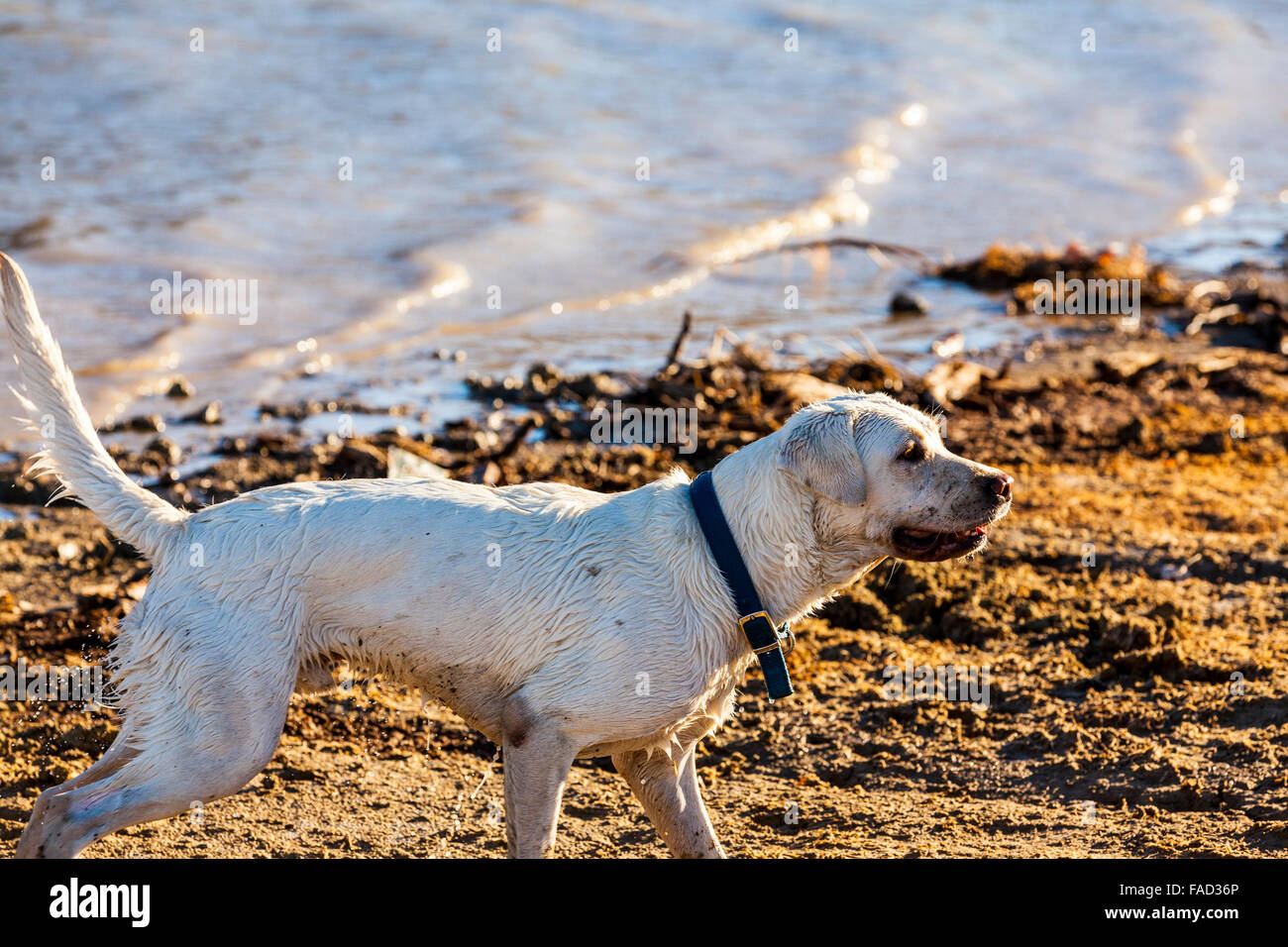 Un bianco Labrador retriever giocando al lago Mohave vicino a Laughlin Nevada Foto Stock Un bianco Labrador retriever giocando al lago Mohave vicino a Laughlin Nevada Foto Stock