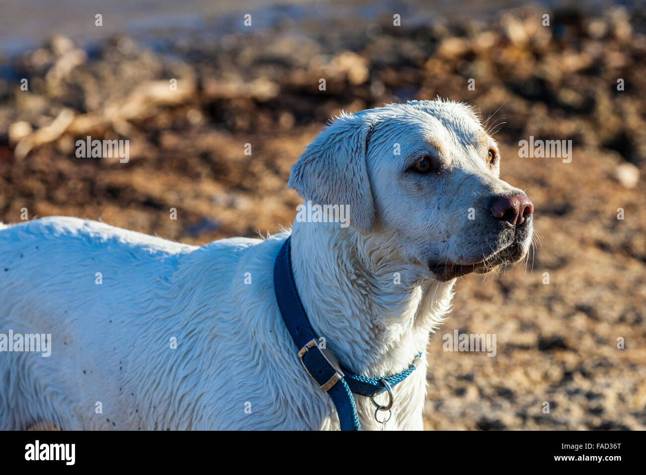 Un bianco Labrador retriever giocando al lago Mohave vicino a Laughlin Nevada Foto Stock Un bianco Labrador retriever giocando al lago Mohave vicino a Laughlin Nevada Foto Stock