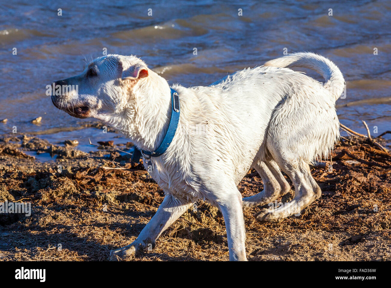 Un bianco Labrador retriever giocando al lago Mohave vicino a Laughlin Nevada Foto Stock Un bianco Labrador retriever giocando al lago Mohave vicino a Laughlin Nevada Foto Stock