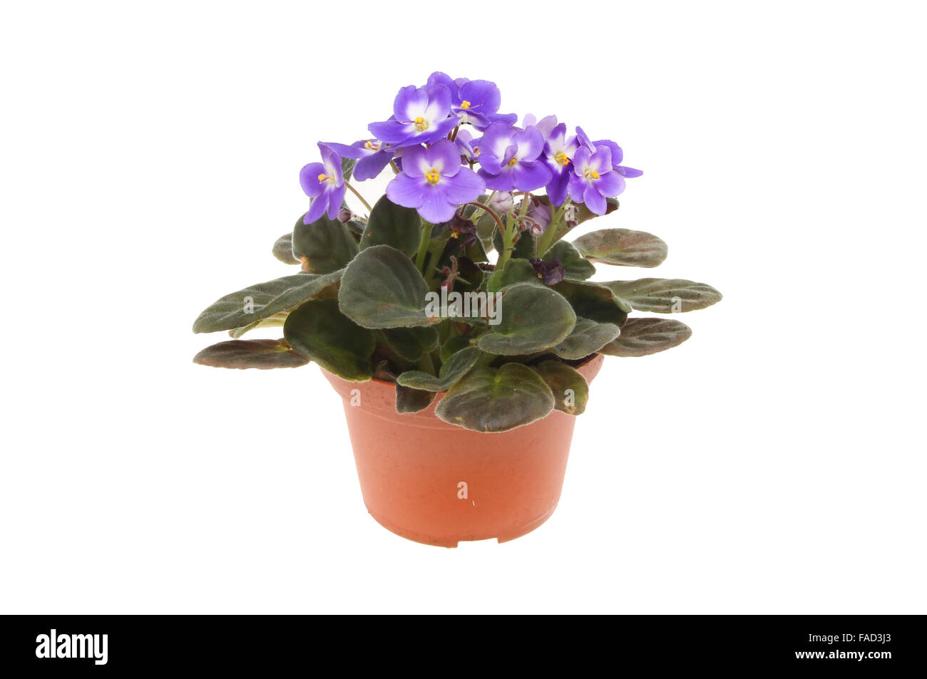 Fioritura African Violet pianta in un vaso da fiori isolati contro white Foto Stock