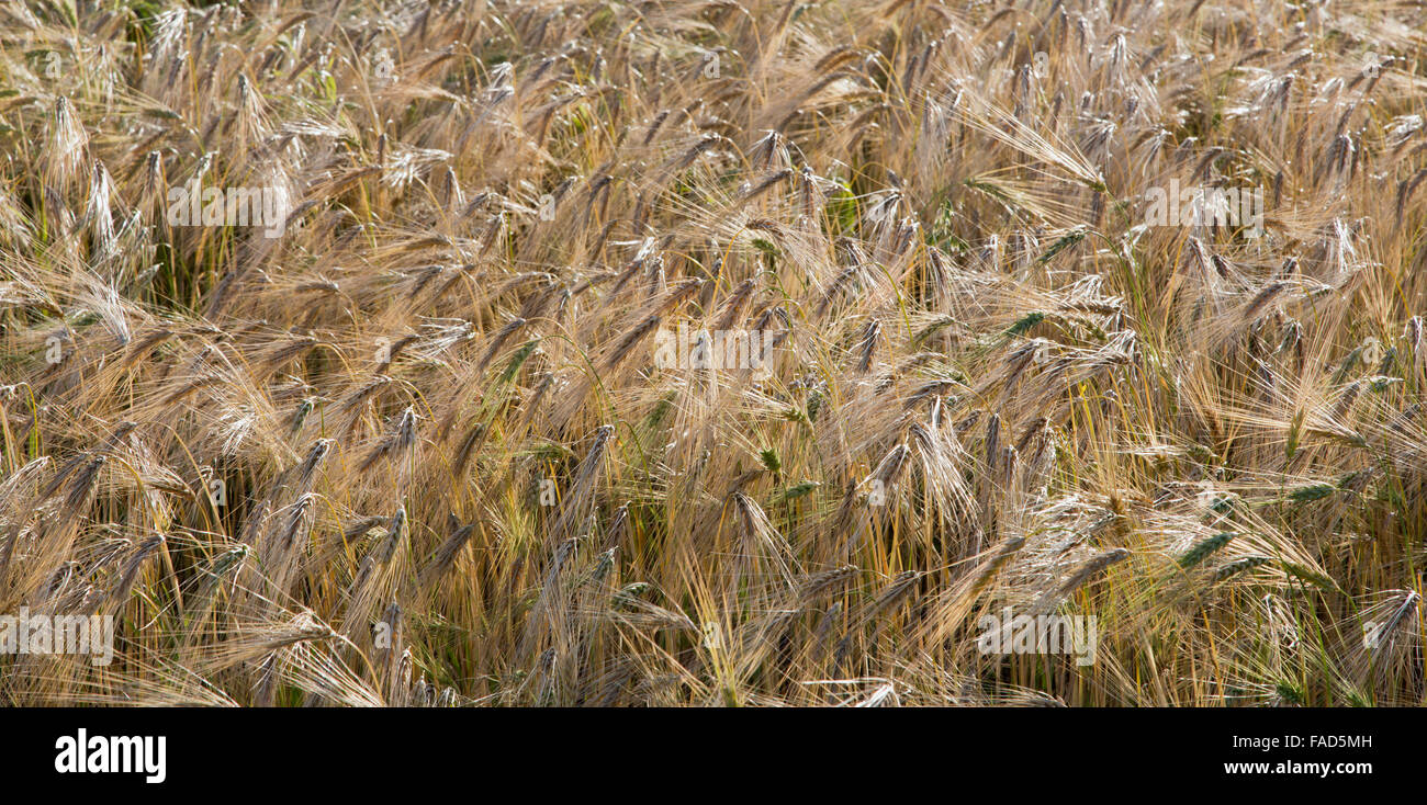 Albright 'Six' fila orzo primaverile maturazione nel campo, Hordeum vulgare. Foto Stock