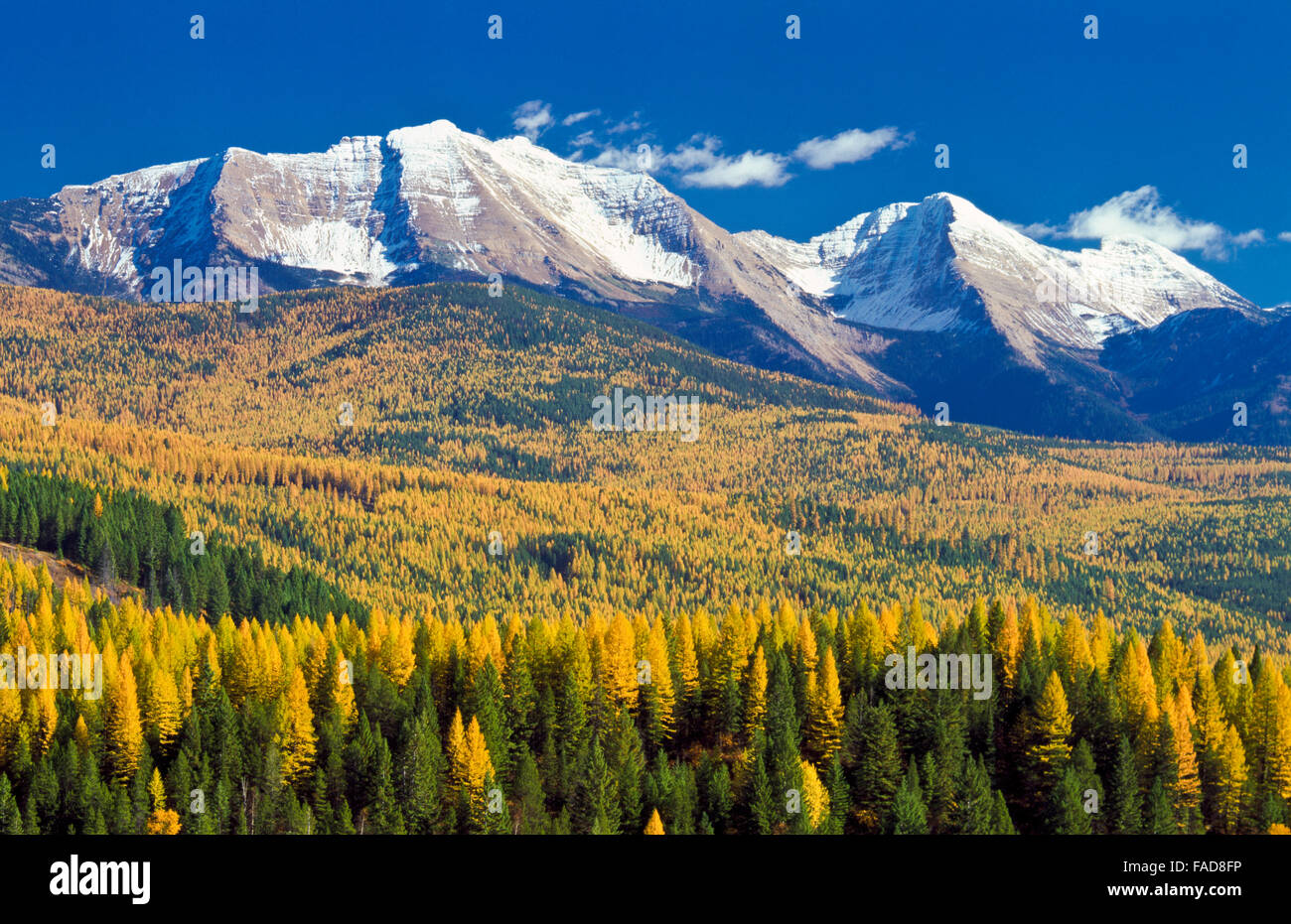 Great Northern mountain e mount concedere nella gamma di flathead sopra colline pedemontane dell'autunno larice vicino Hungry Horse, montana Foto Stock