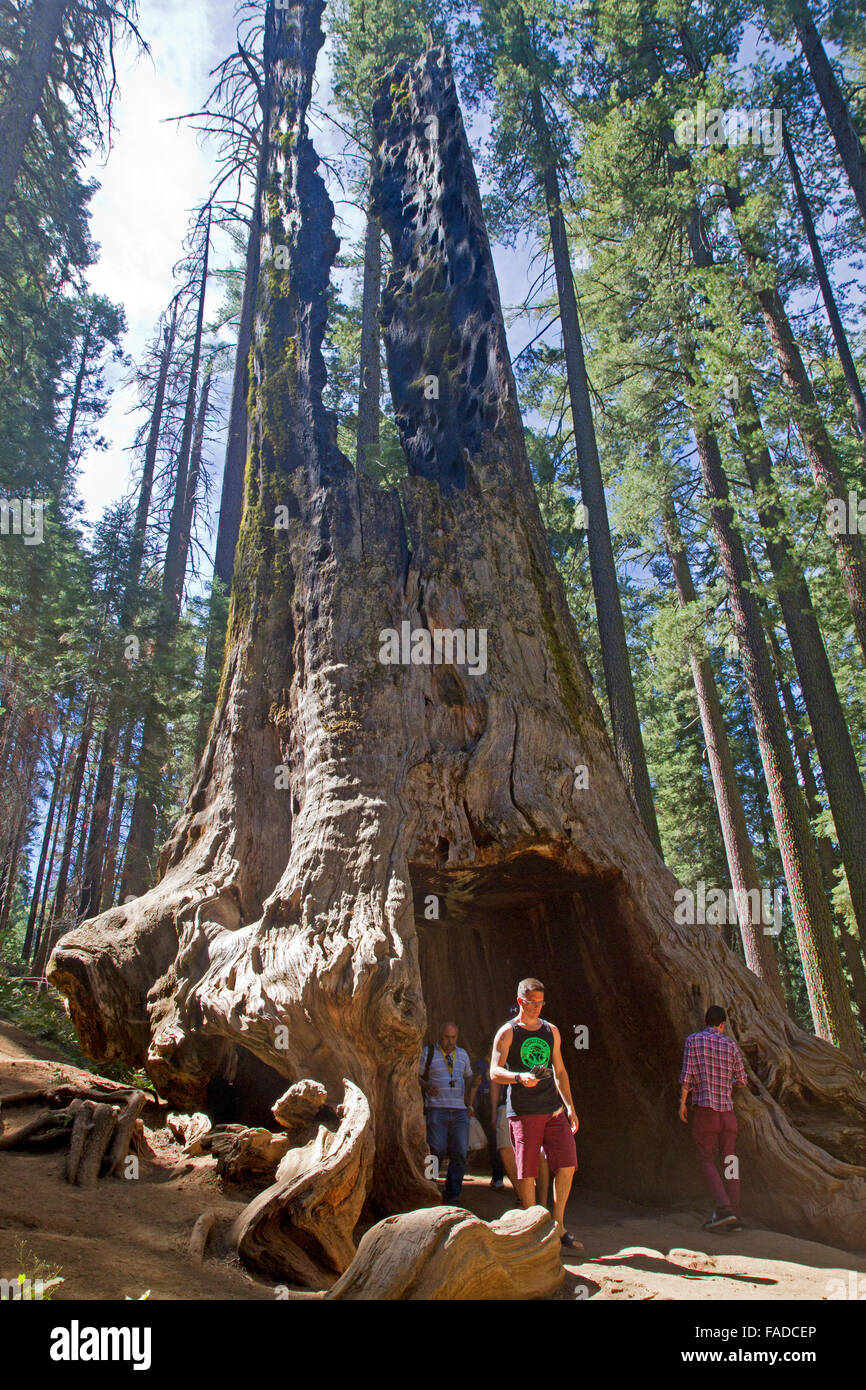 Il sentiero passa attraverso il moncone di una sequoia gigante in Tuolumne Grove Foto Stock