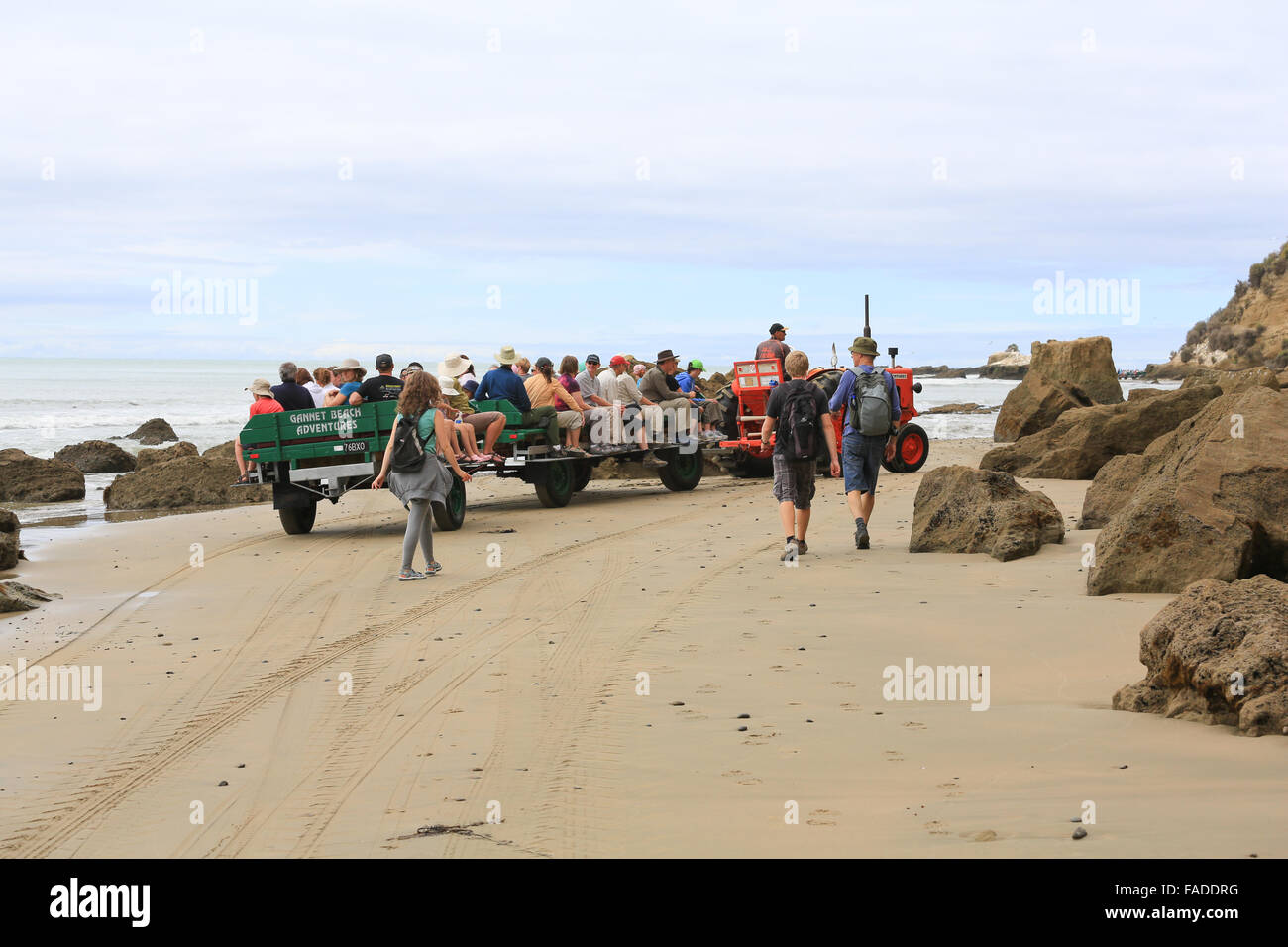 Gannett Beach avventure trattore e i carri con i turisti diretti verso la Gannet colonia. Foto Stock