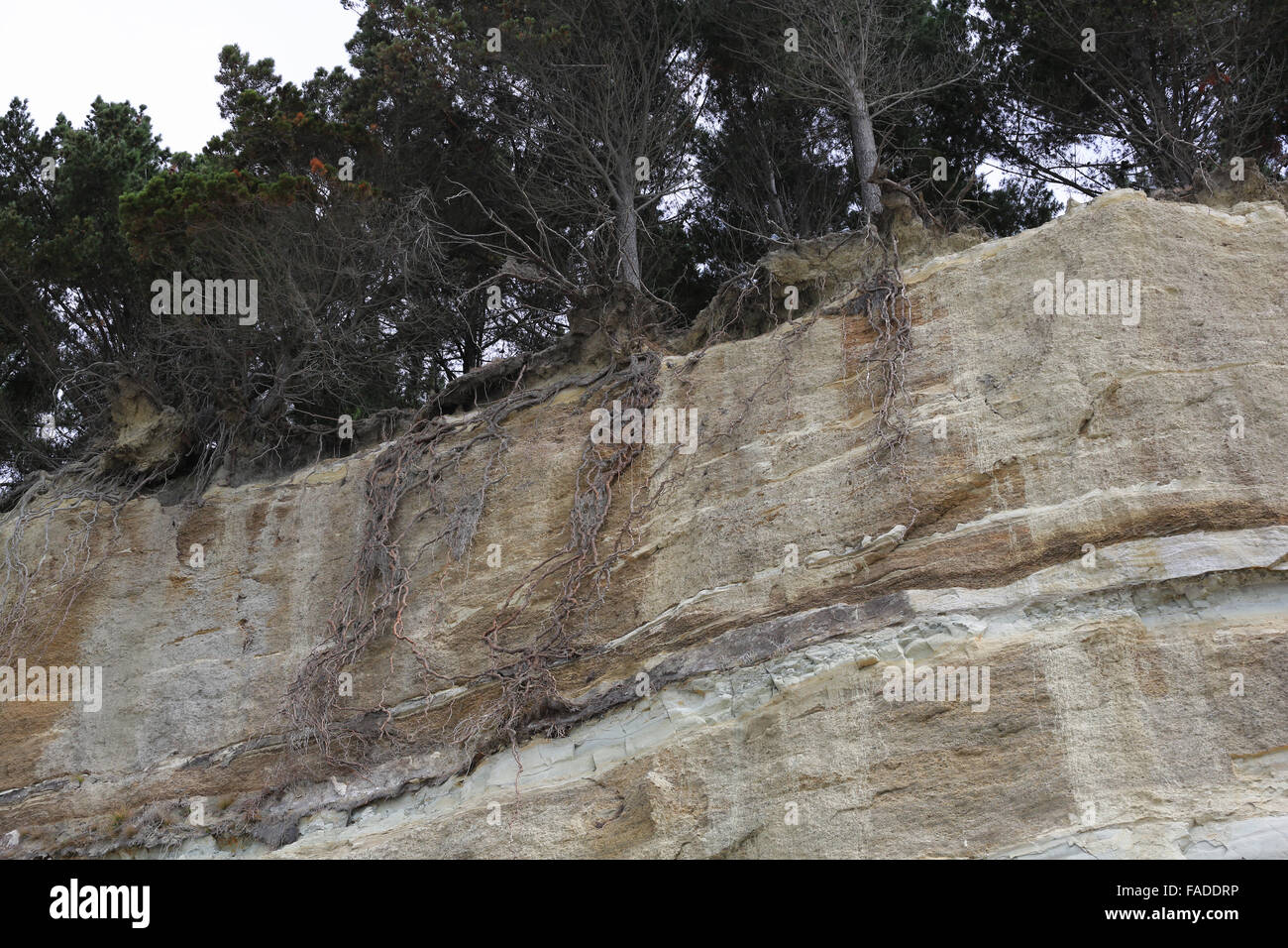 Cliff erosione ha esposto le radici di albero in cima alla scogliera presso la Clifton, Hawke's Bay, Nuova Zelanda. Foto Stock