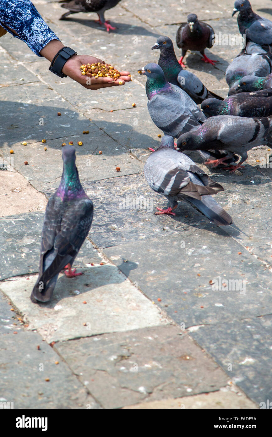 I piccioni viaggiatori su strada in Mumbai, India Foto Stock