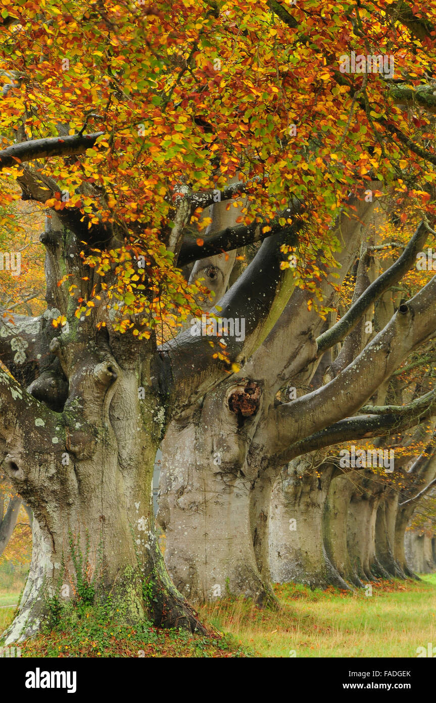 Una fila di faggi in autunno il loro splendore REGNO UNITO Foto Stock