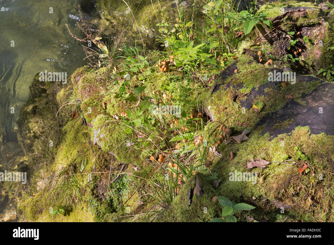 Rocky River Bank coperti di muschio, erba e funghi closeup Foto Stock