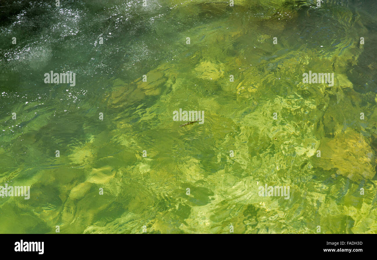 Nuotano le trote fario nelle limpide acque color smeraldo di un fiume di montagna Foto Stock