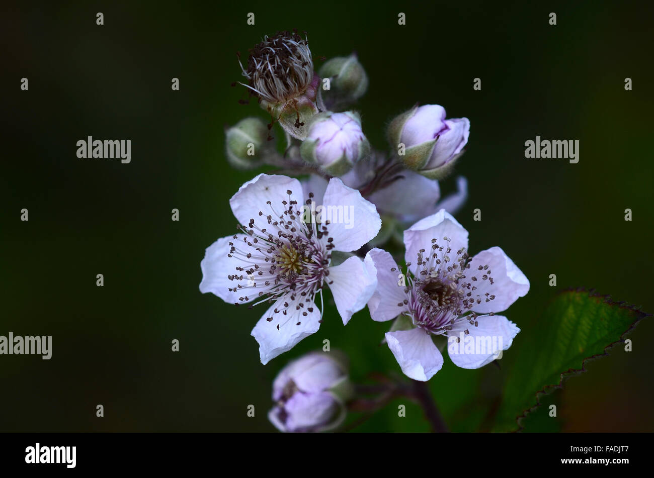 Fiore di rovo Foto Stock