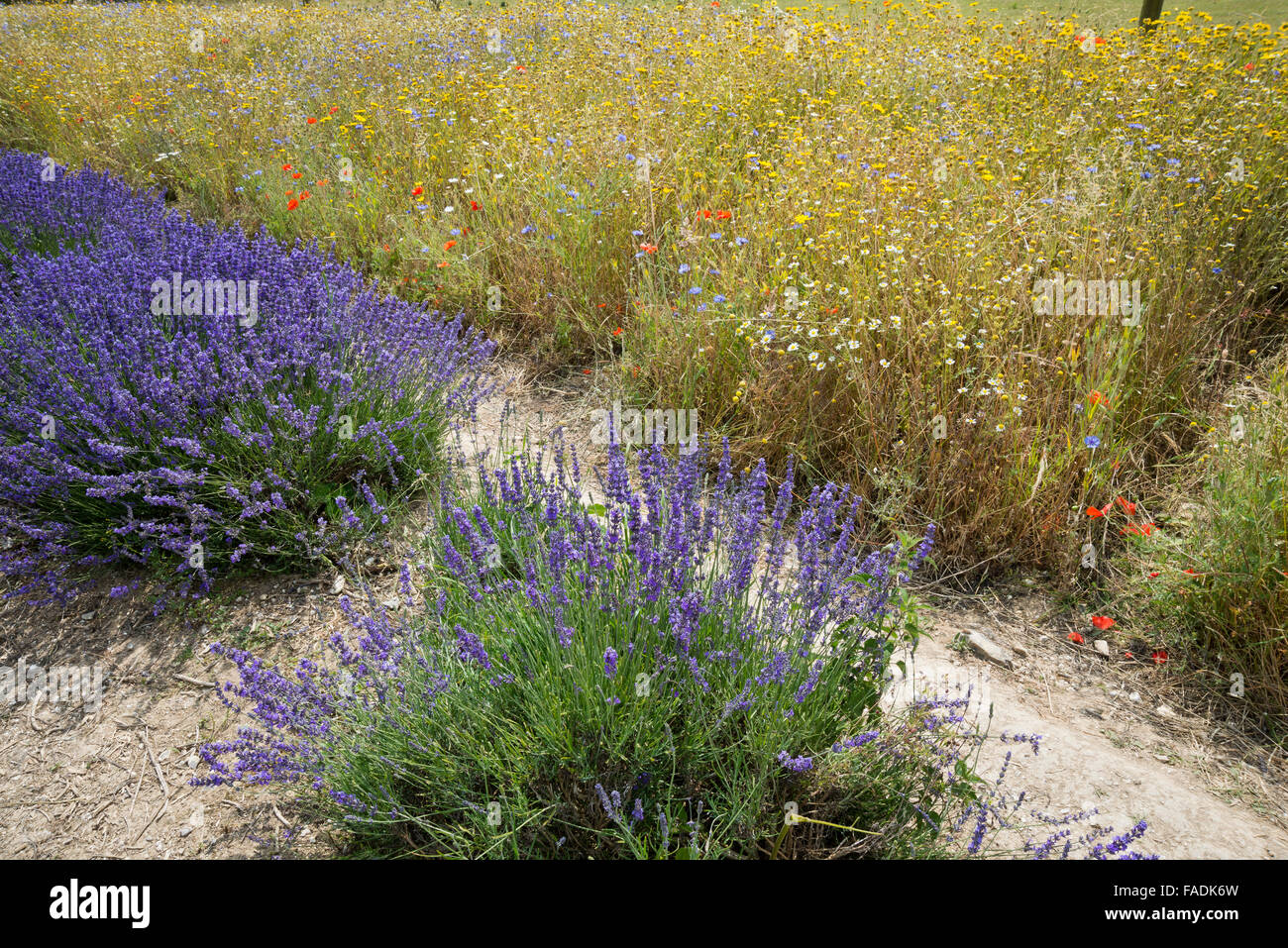 Mailette lavanda maturo per havest in righe a Lordington Lavanda è West Sussex vicino a Chichester Foto Stock