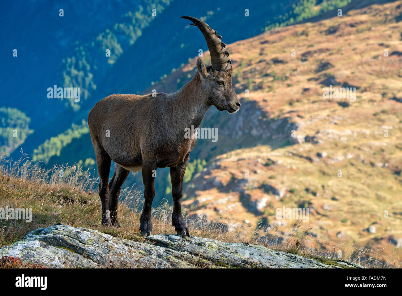 Stambecco delle Alpi (Capra ibex), maschio, Kaiser-Franz-Josefs-Höhe, Alti Tauri Parco Nazionale della Carinzia, Austria Foto Stock