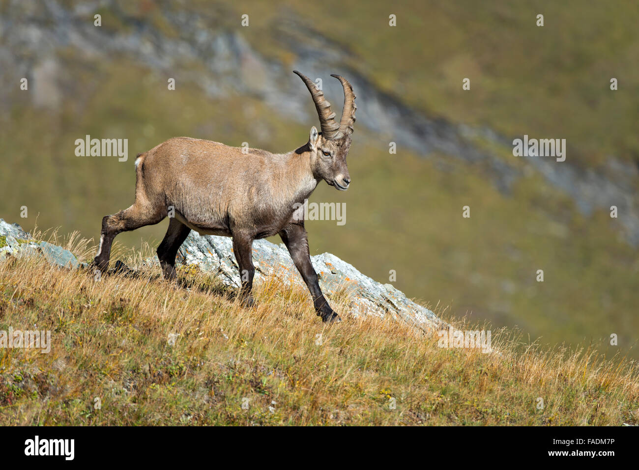Stambecco delle Alpi (Capra ibex), maschio, Kaiser-Franz-Josefs-Höhe, Alti Tauri Parco Nazionale della Carinzia, Austria Foto Stock