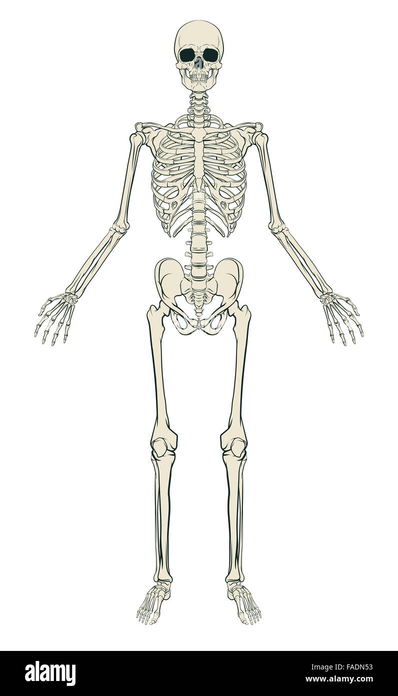 Un anatomicamente corretta istruzione medica illustrazione di uno scheletro umano Foto Stock