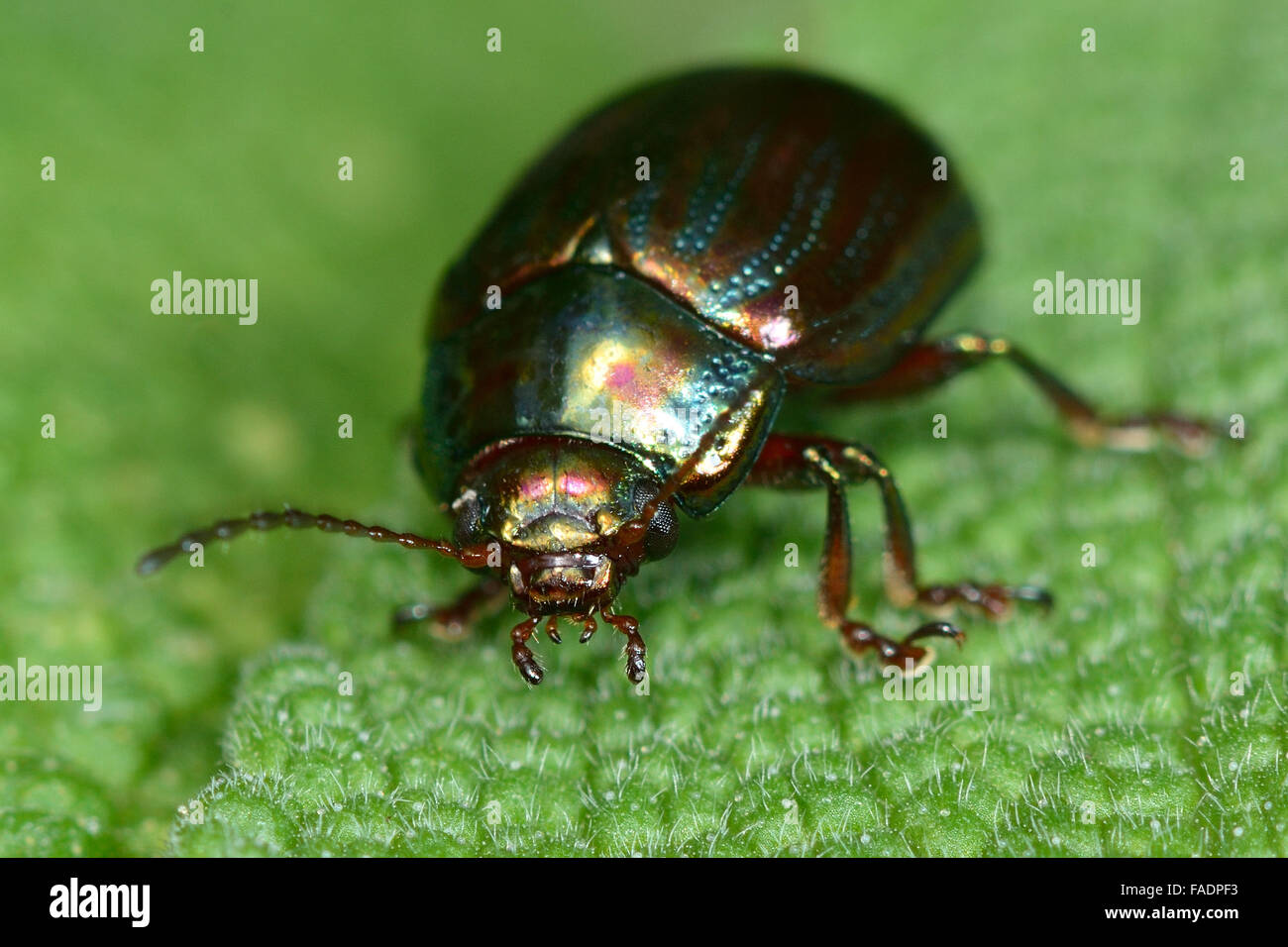 Foglie di rosmarino beetle (Chrysolina americana). Un viola e verde scarabeo iridescente rivolta in avanti su una foglia di salvia Foto Stock