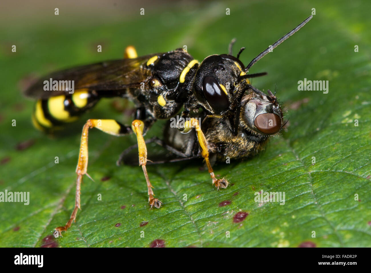 Campo digger wasp (Mellinus arvense) con hoverfly preda. Un comune digger wasp con un hoverfly paralizzato Foto Stock