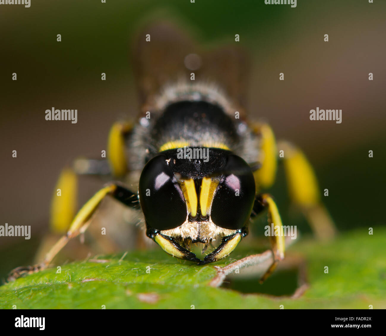 Digger wasp Ectemnius cephalotes testa-a. Un escavatore wasp nella famiglia Crabronidae, con dettaglio nel composto e occhi semplici Foto Stock