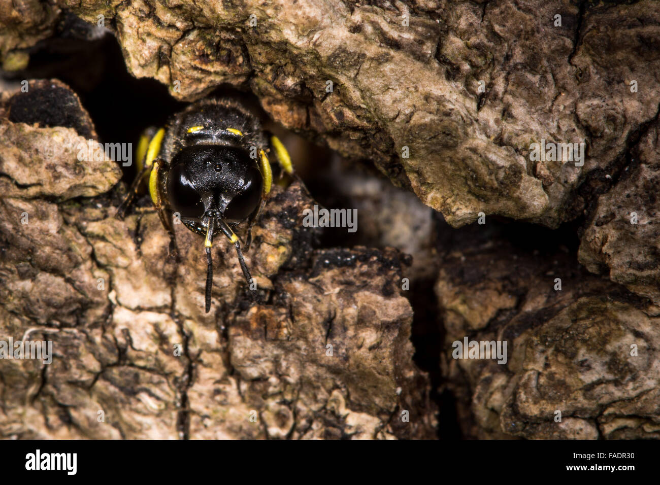 Digger wasp Ectemnius continuus emergente dal tunnel nel registro. Un escavatore wasp nella famiglia Crabronidae, emergenti da un nido Foto Stock