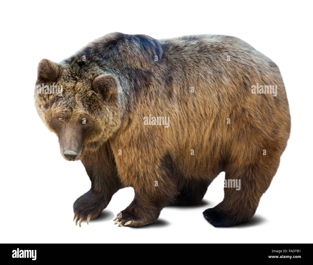 In piedi orso bruno su sfondo bianco con ombra Foto Stock