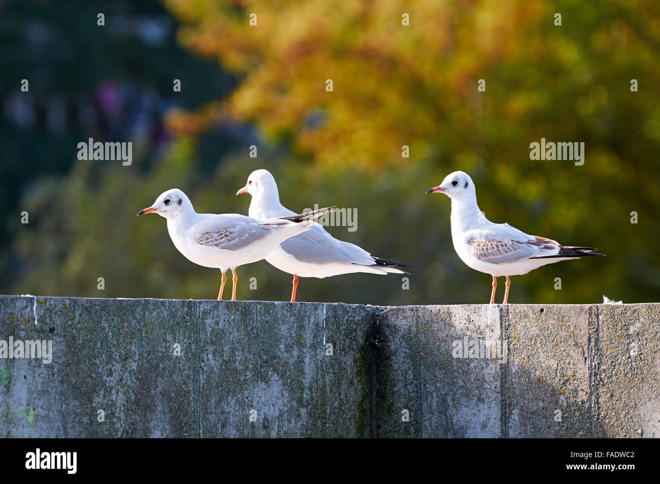 Gabbiani stand sul parapetto in calcestruzzo nella mattina di autunno Foto Stock