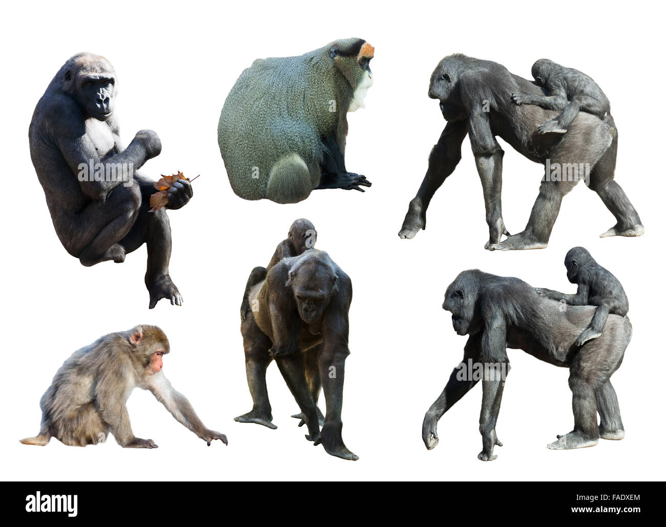 Set di gorilla e scimmie. Isolato su sfondo bianco con ombra Foto Stock