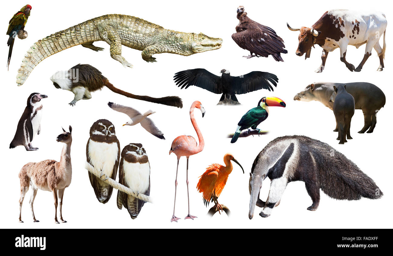 Set di caimano spectacled e altri animali del Sud America su sfondo bianco Foto Stock