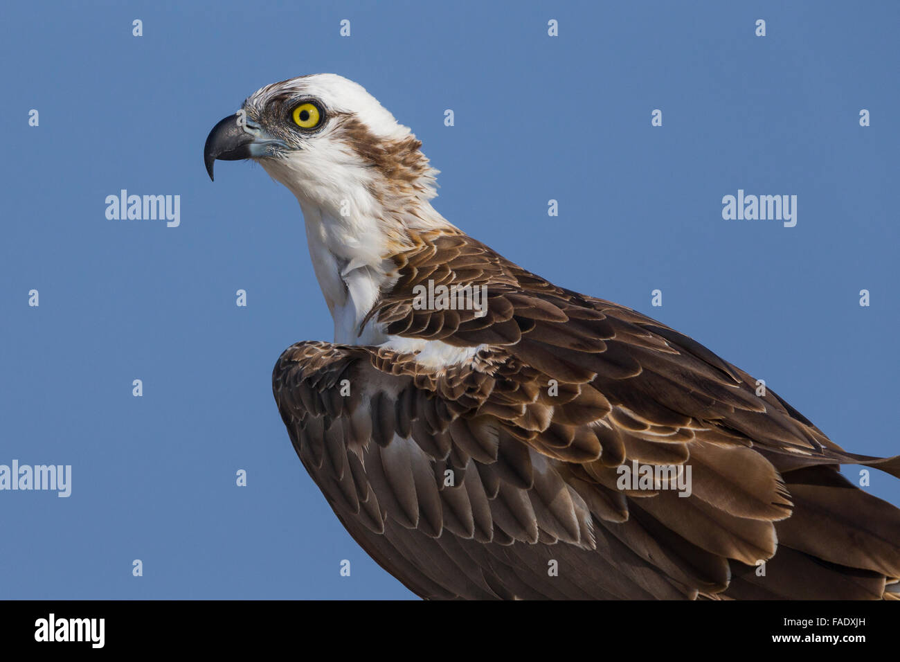 Falco pescatore (Pandion haliaetus), Closeup, Qurayyat, Muscat Governatorato, Oman Foto Stock