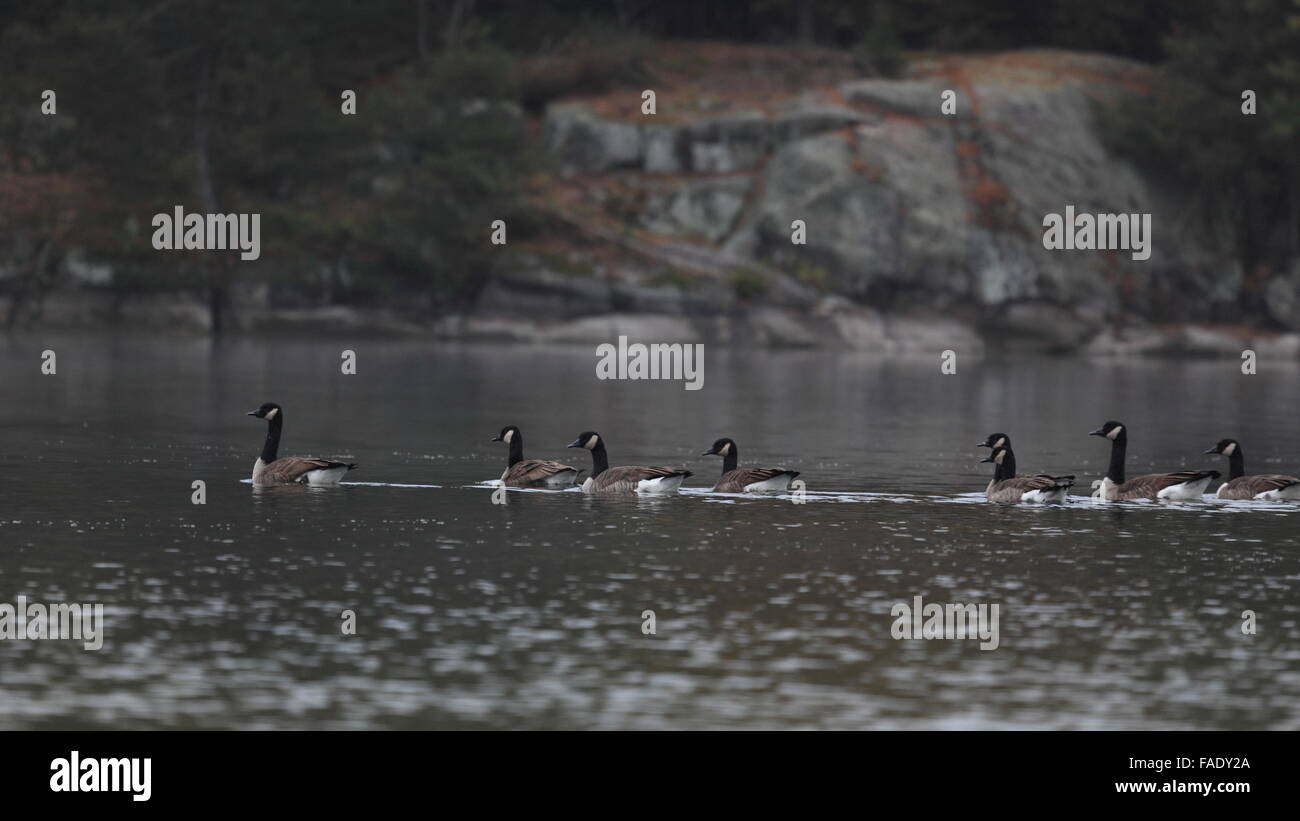 Charleston Lago Ontario Provincial Park, Autunno 2015 Foto Stock