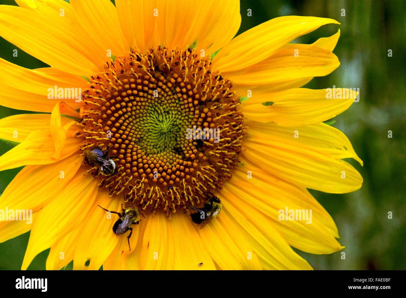 Api su un girasole nel giardino del villaggio di pionieri Centro Visitatori nel Parco Nazionale di Great Smoky Mountains, STATI UNITI D'AMERICA. Foto Stock