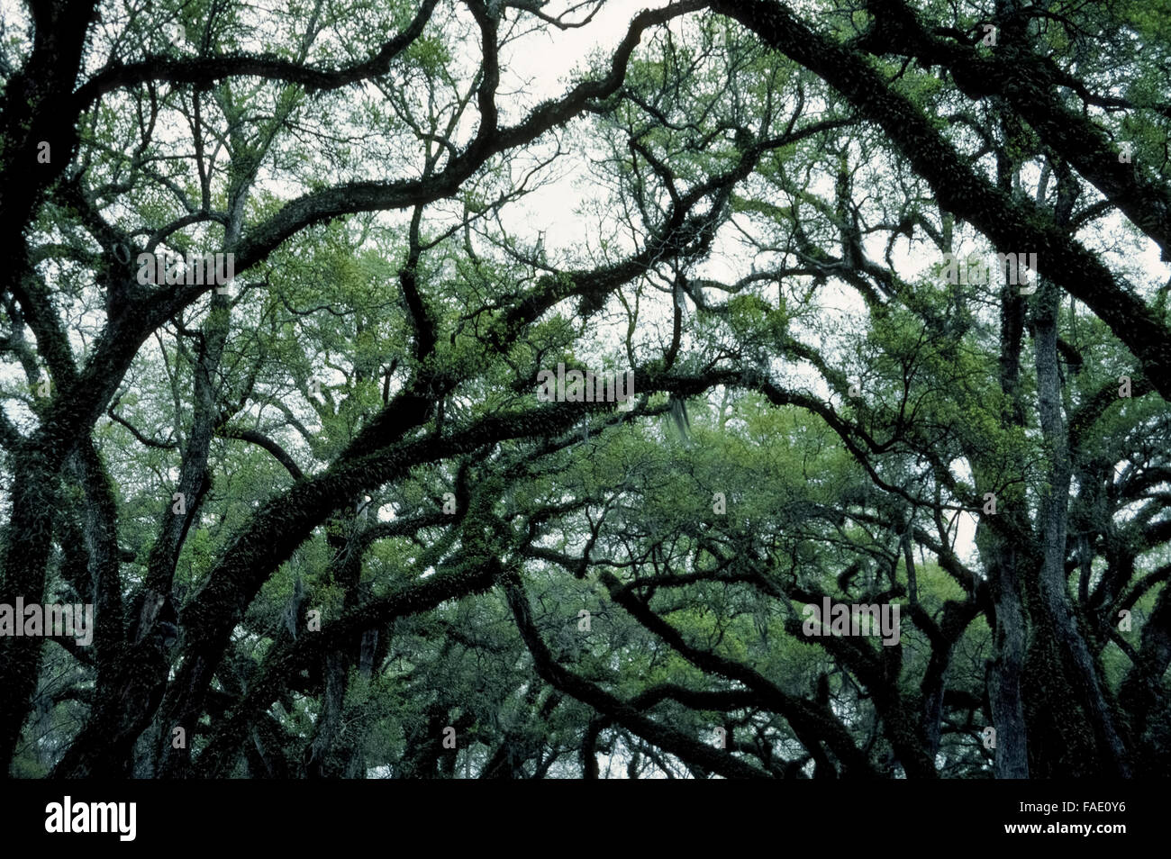 La twisted sagome delle arti e dei rami di moss-coperto di lecci in Louisiana evocano una misteriosa scena in un romanzo di mistero che è impostato in America del vecchio Sud. Foto Stock