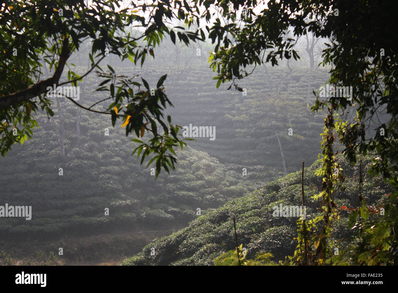 Un tea garden a Jaflong in Sylhet, Bangladesh Foto Stock