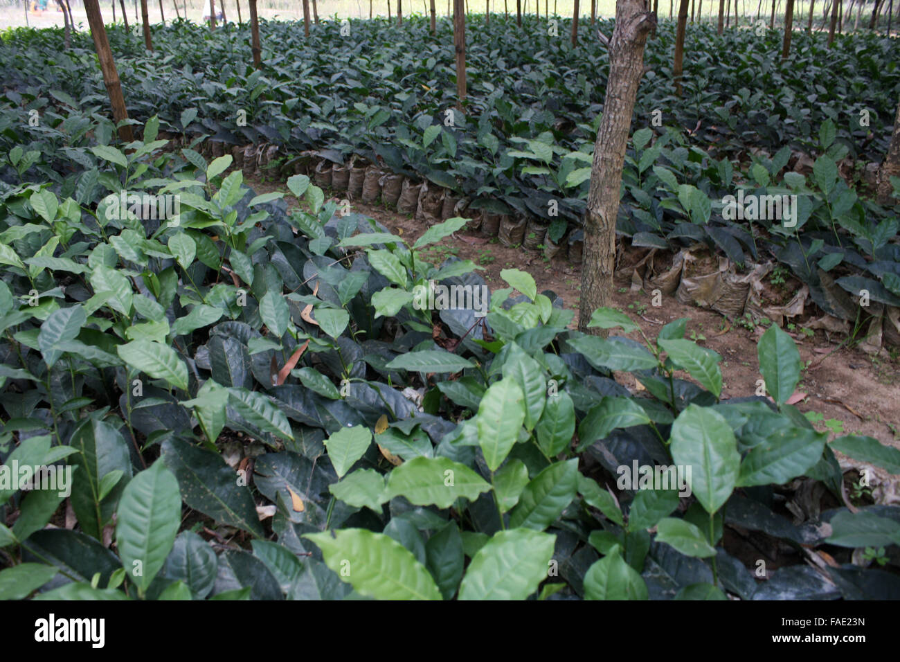 Un alberello tea garden a Jaflong in Sylhet, Bangladesh. Foto Stock