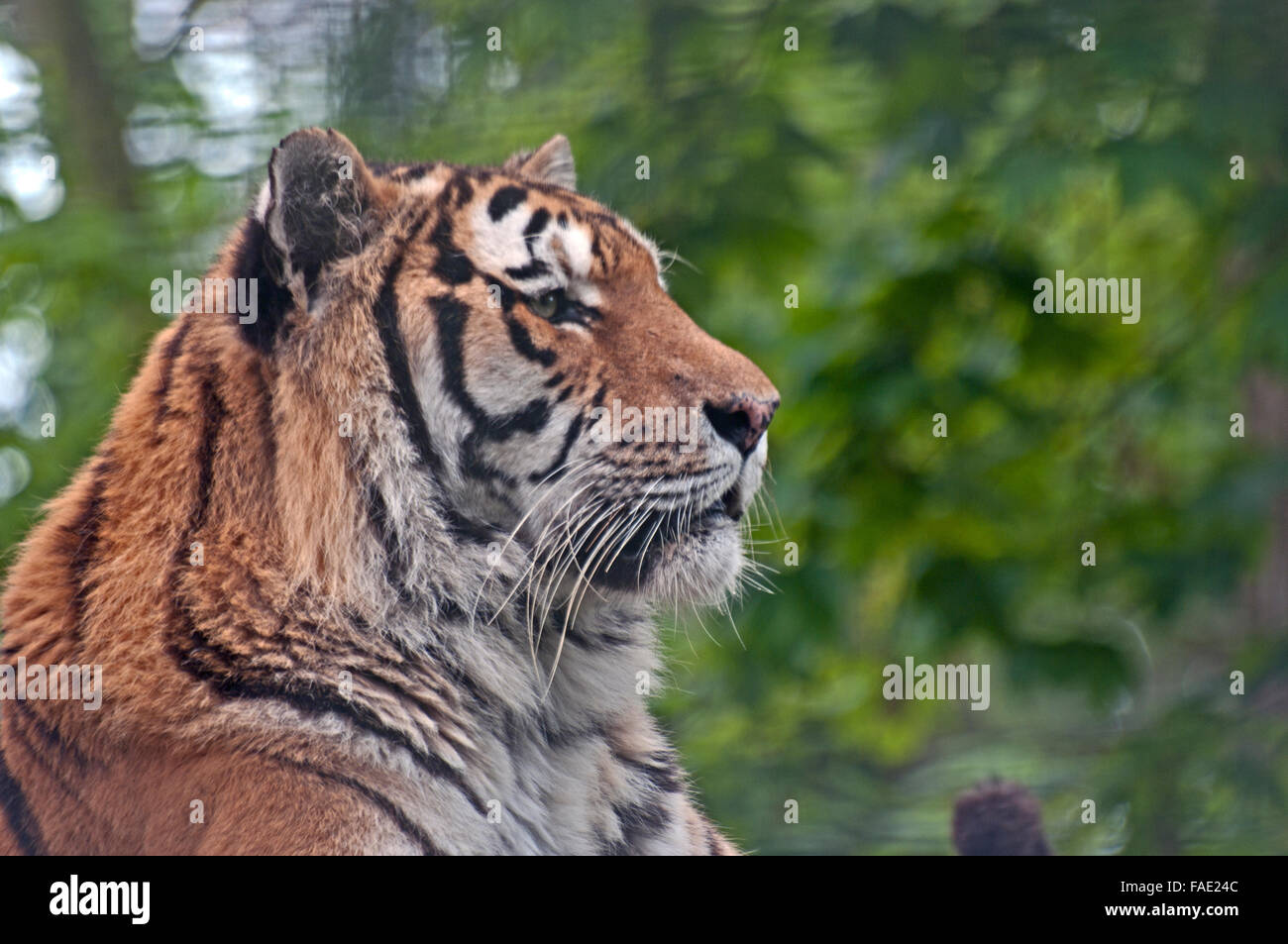 O di Amur Tigre Siberiana, Panthera Tigris Altaica, Foto Stock