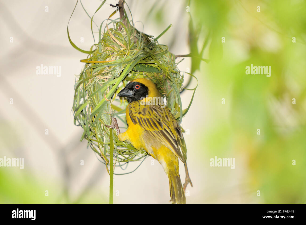 Maschio mascherato meridionale Weaver Costruire il suo nido utilizzando strisce di foglie di palma Foto Stock