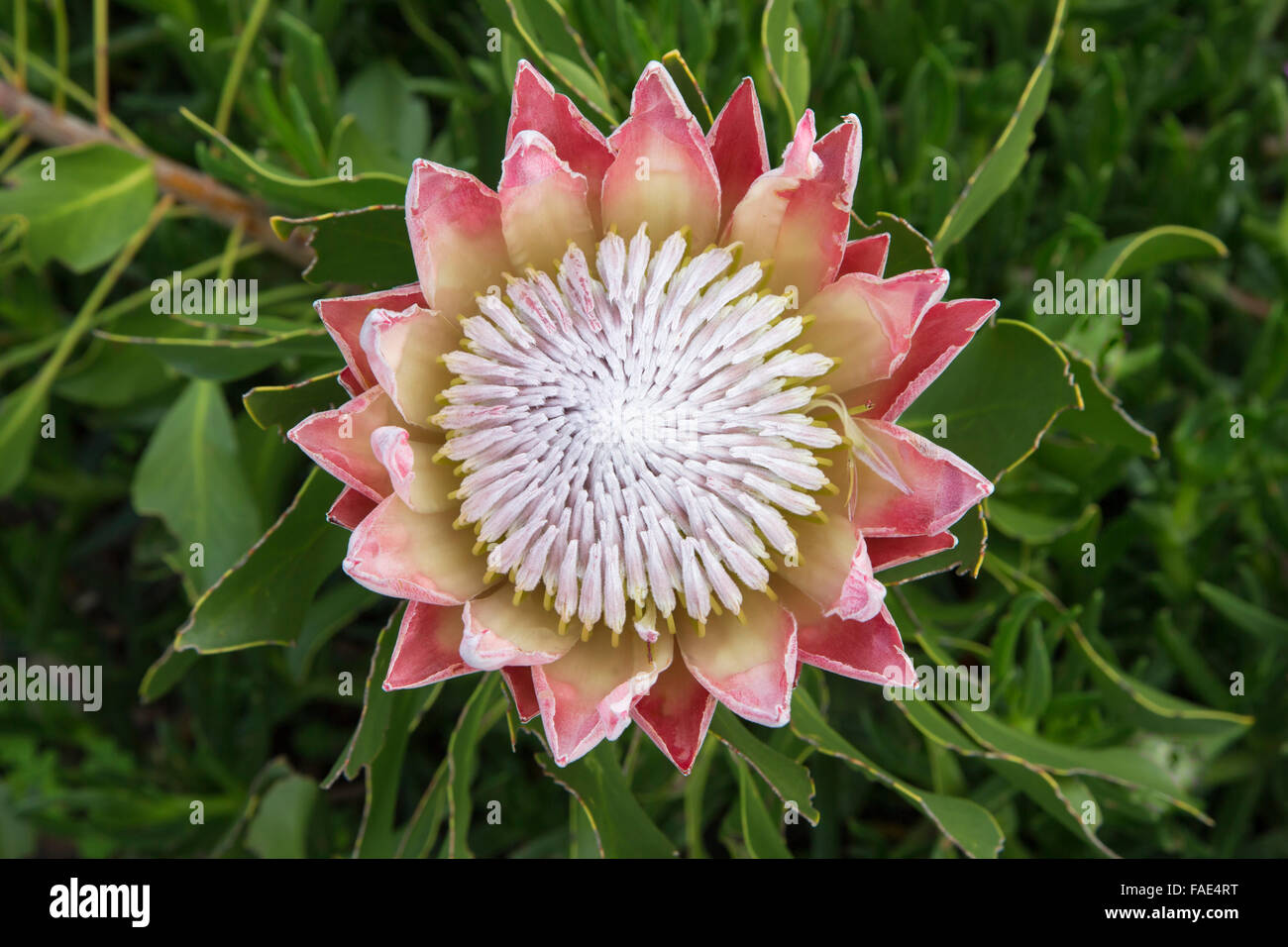 Re protea (Protea cynaroides), Giardini Botanici di Kirstenbosch, Cape Town, Sud Africa Foto Stock