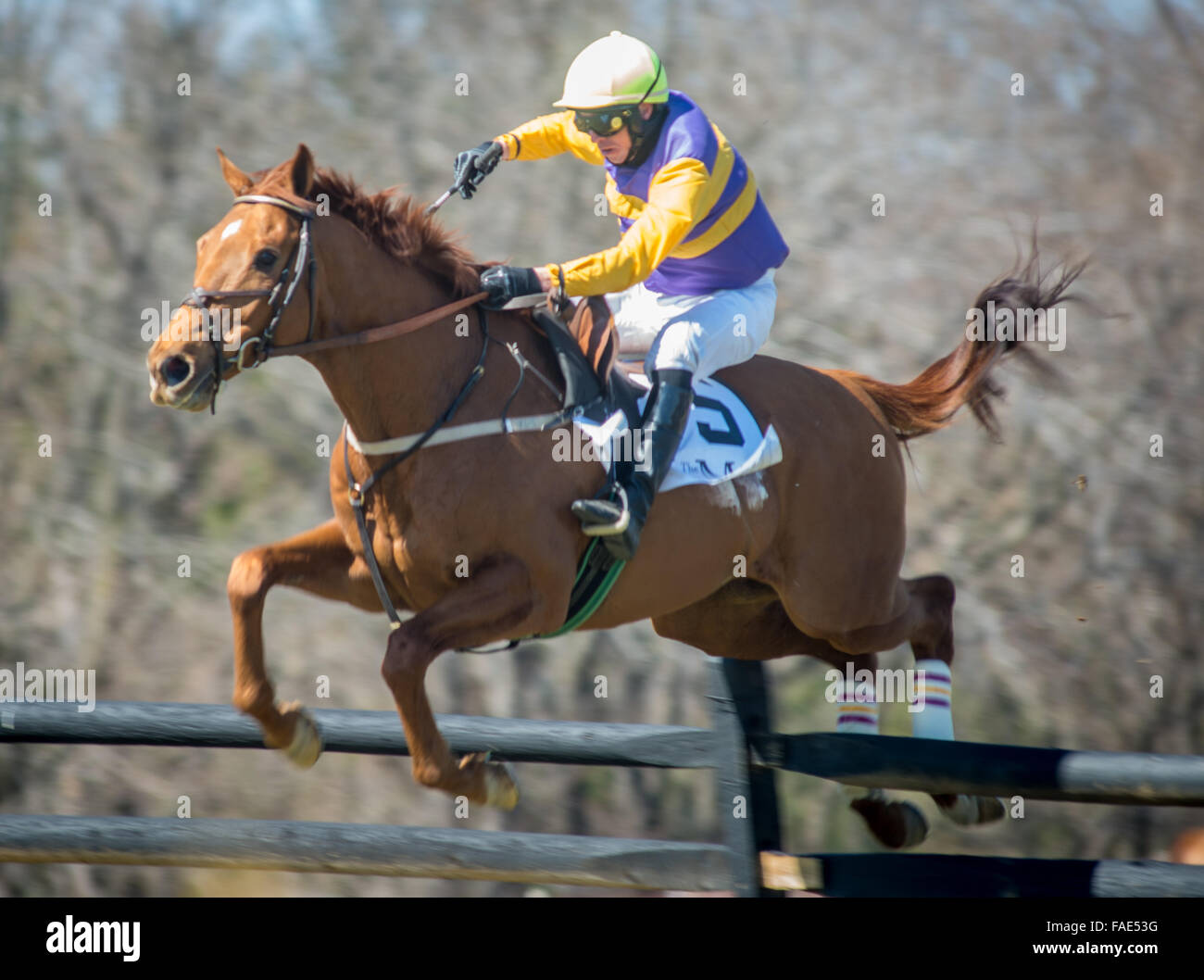 Horse jumping a Manor gare 2015 Foto Stock