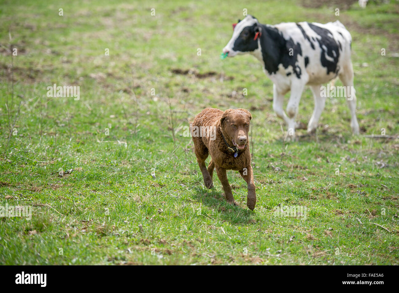 Cane che corre attraverso il campo di mucche Foto Stock