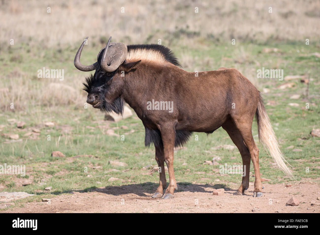 Nero (gnu Connochaetes gnou), Mountain Zebra national park, Sud Africa Foto Stock