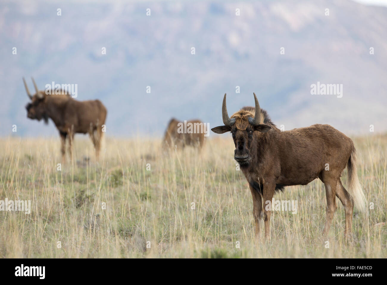 Nero (gnu Connochaetes gnou), Mountain Zebra national park, Sud Africa Foto Stock