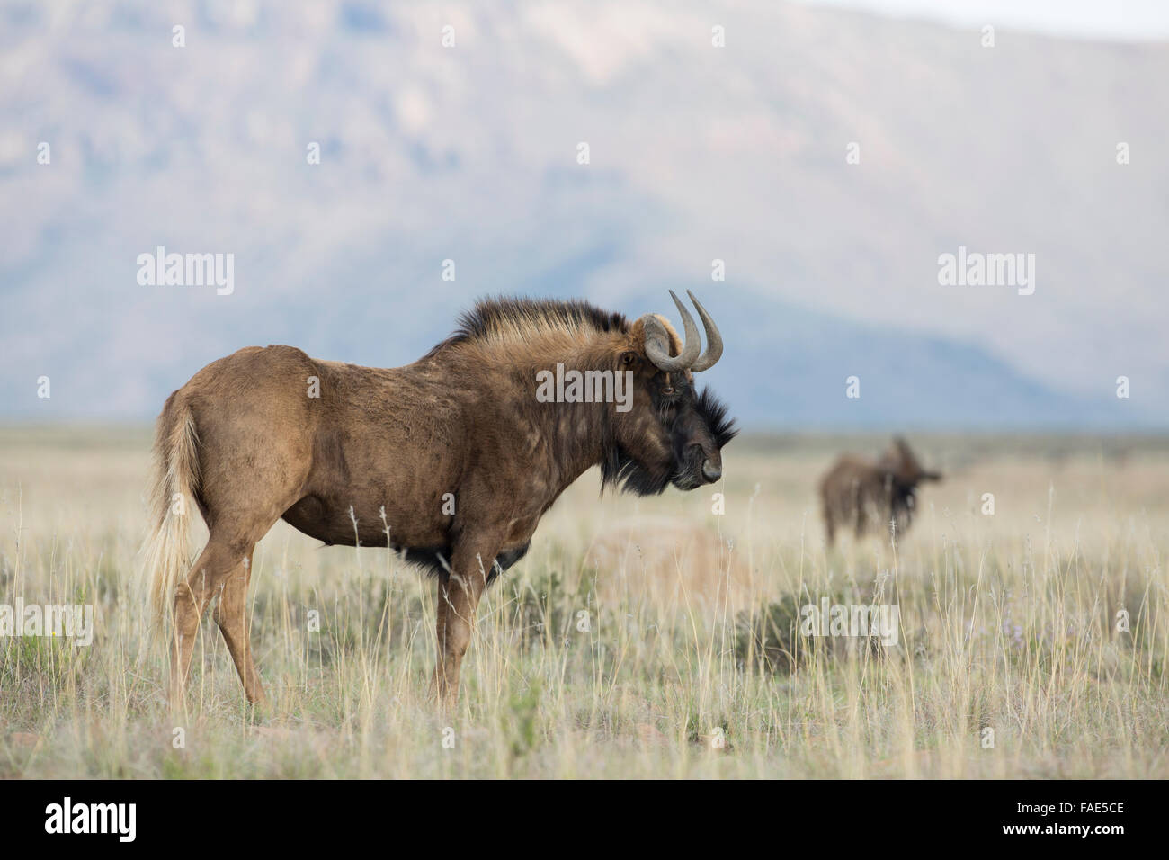 Nero (gnu Connochaetes gnou), Mountain Zebra national park, Sud Africa Foto Stock